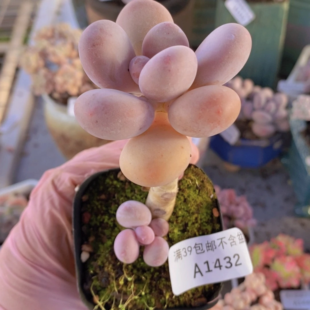 蛋黄奶1432多肉植物