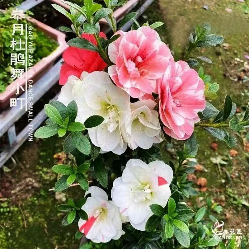 皋月杜鹃舞小丁盆栽带花苞