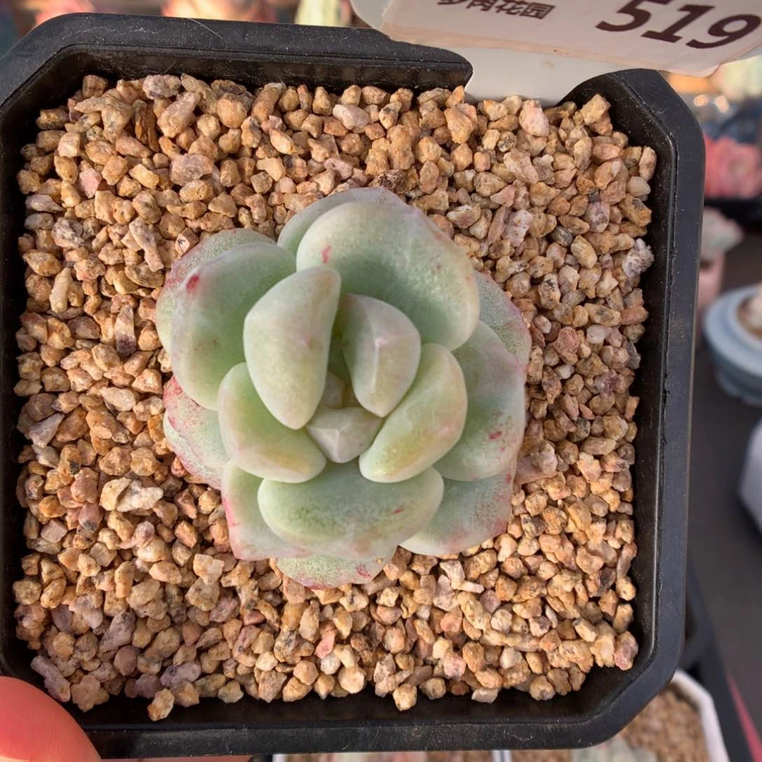 519冰玉石化多肉植物