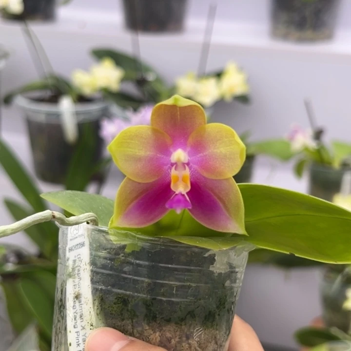当前无花栽培后可以开花2.5寸杯BKH2256杯 超可爱圆圆水蜜桃