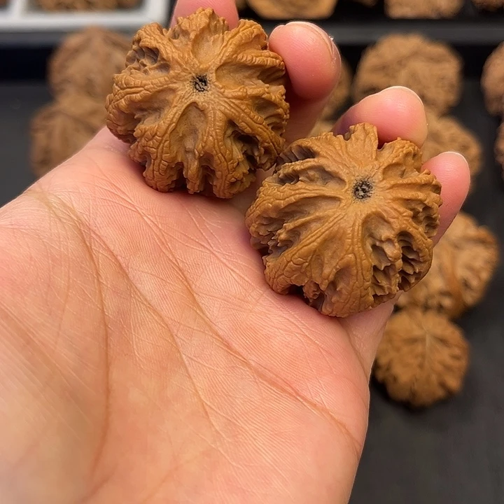 核桃秦岭突突突突突突突突4
