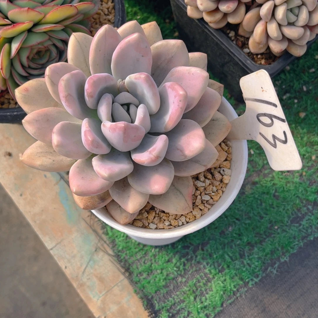 南*?163dfvhhbbbnnb.