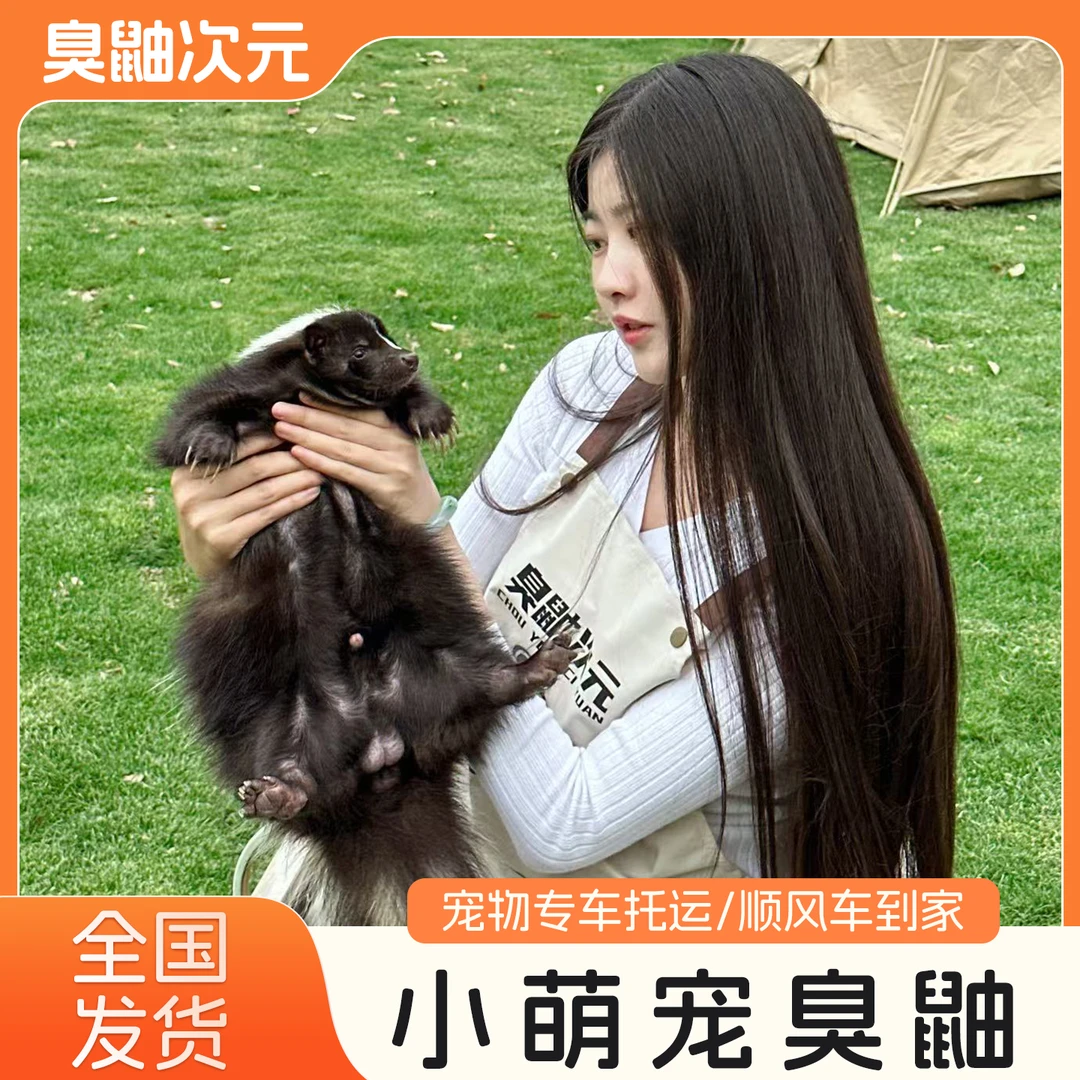 臭鼬幼崽新奇宠物活体宠物貂原色