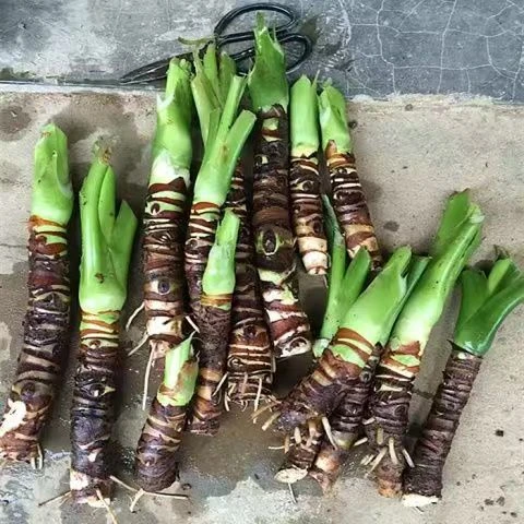 大叶滴水观音老桩盆栽客厅室内绿植盆景霸王芋懒人好养水土培绿植