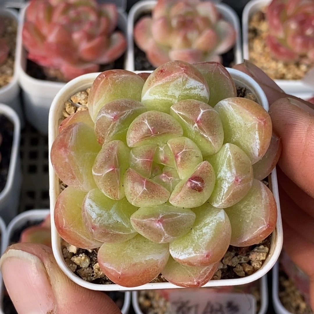 天官赐福百无禁忌