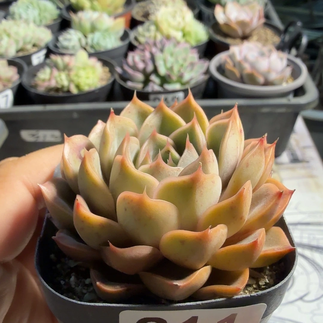 811六公分玫瑰夫人满20包邮