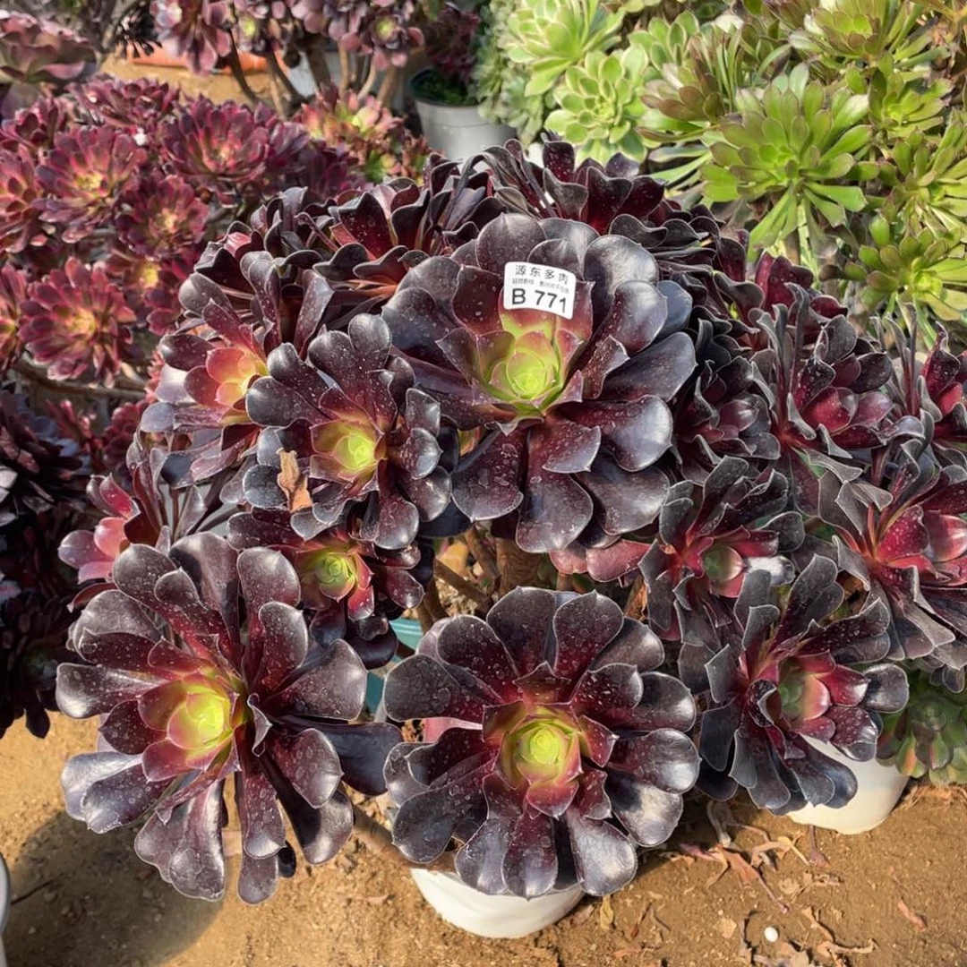 771梅花多肉法师断枝不包