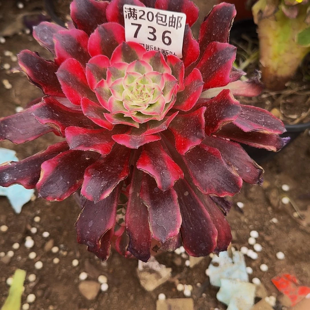 736红铜壶多肉法师的