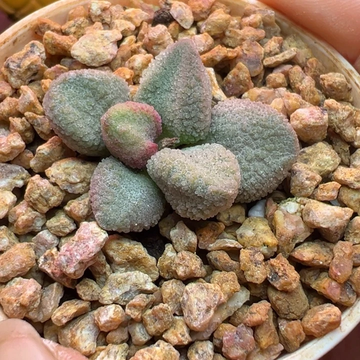 岁****吉祥如意的一天又