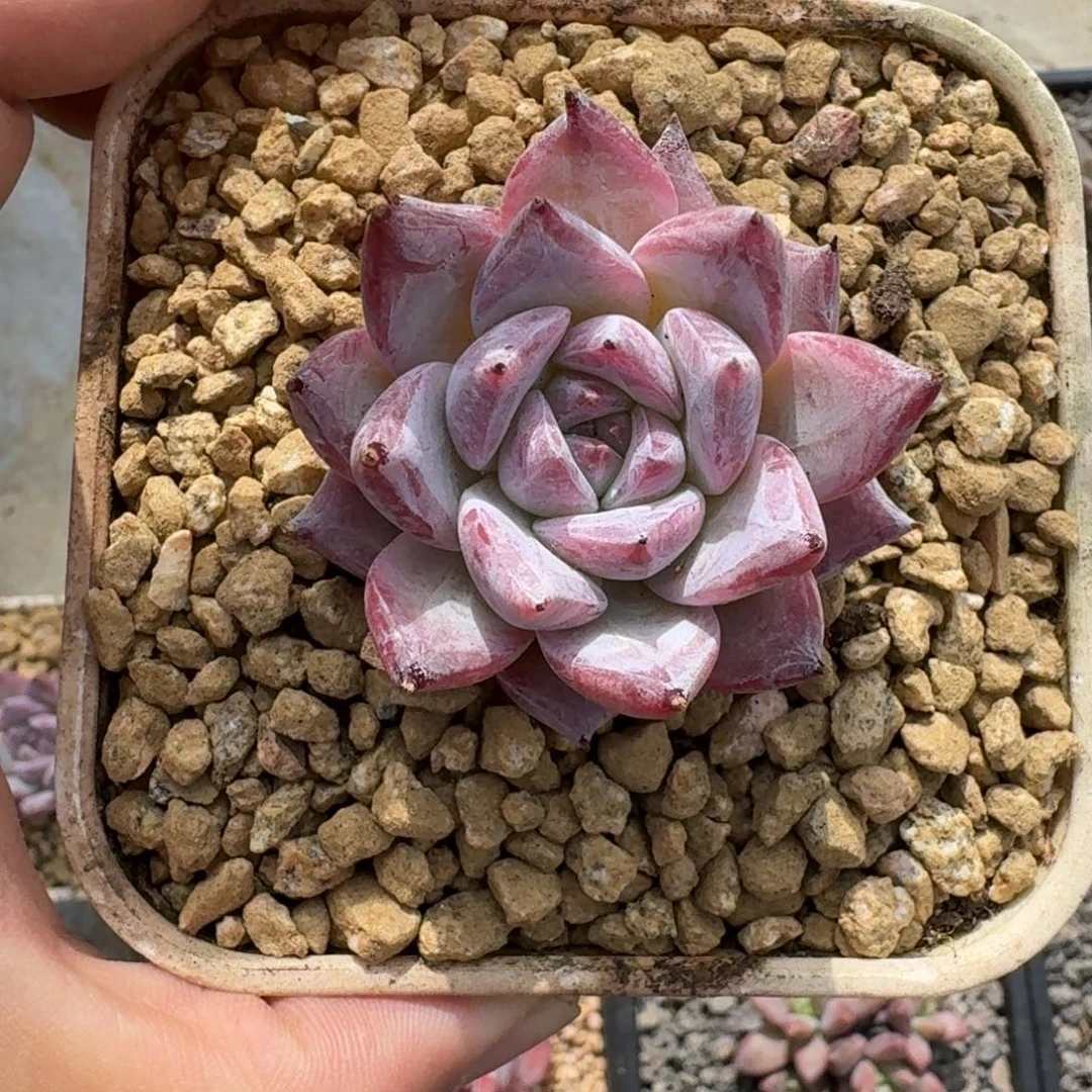 祖母绿 单头 一物一拍