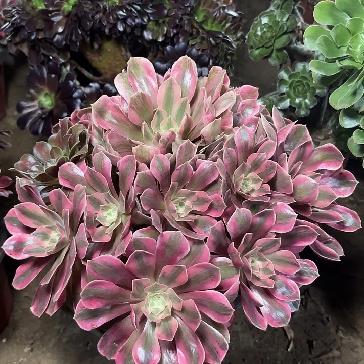 多肉植物法师女妖7