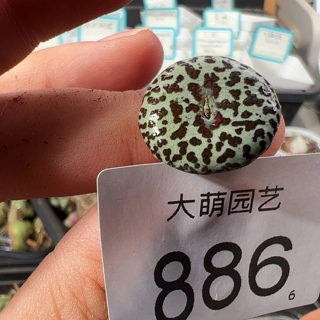 0000886 清盒福利微瑕无售后……
