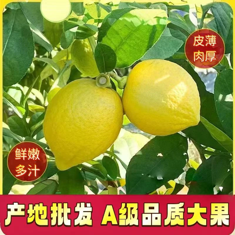 【商用】柠檬广东香水无籽鲜果柠檬黄新鲜奶茶当季专用