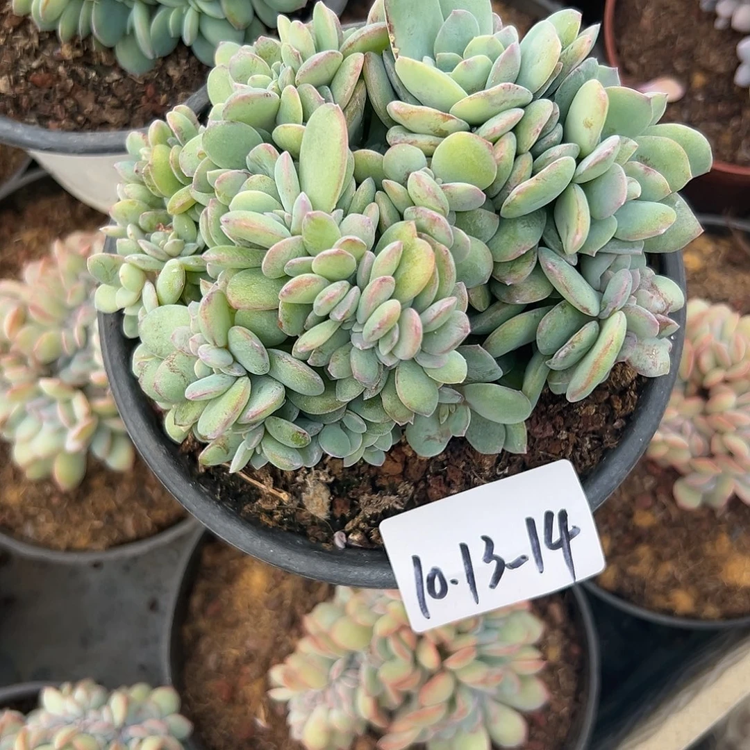 1013-14白凤缀多肉