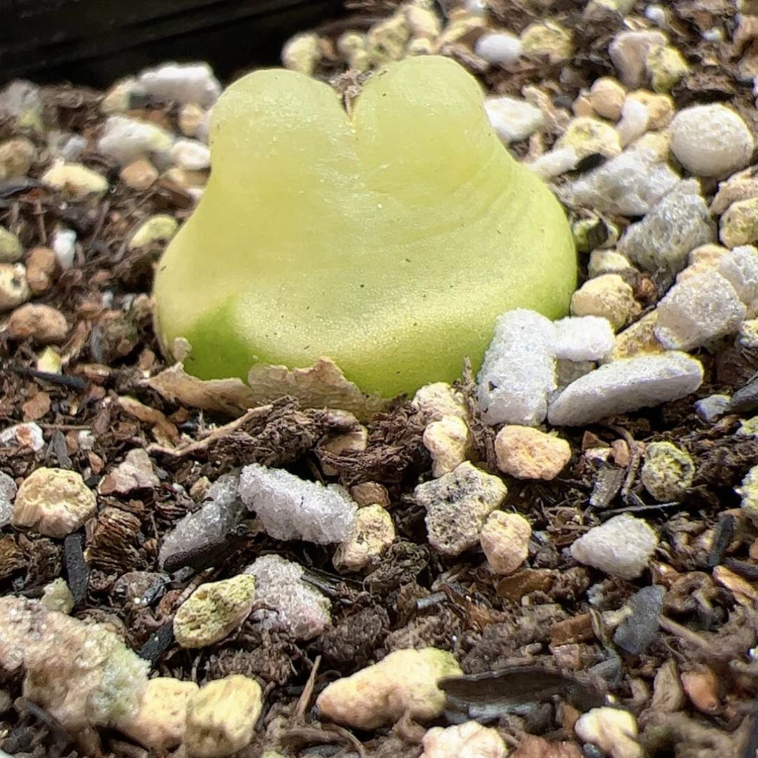 【闪购商品】275 兔子拉登