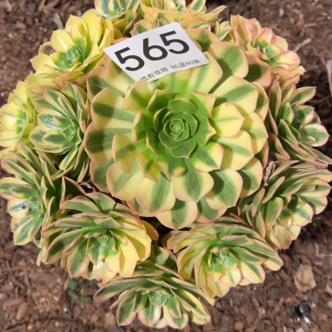 静***光我是真的很喜欢这个