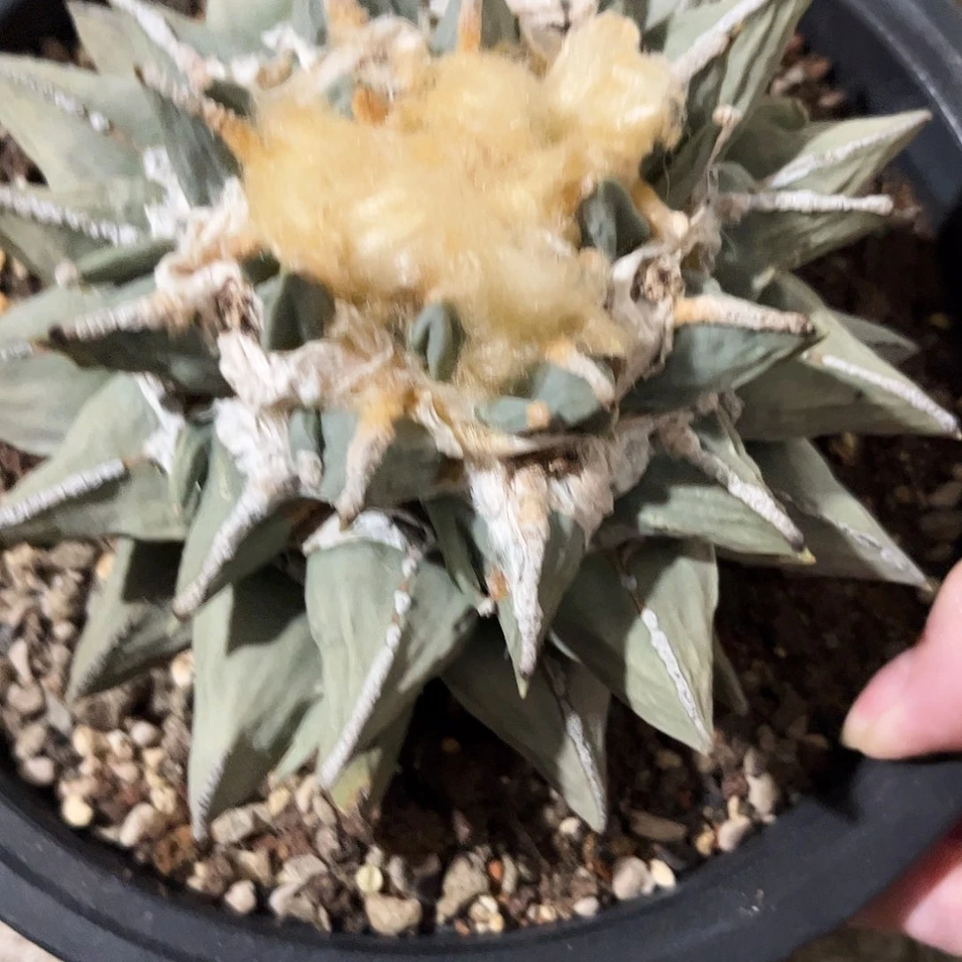 不***行不得行中筋11111111