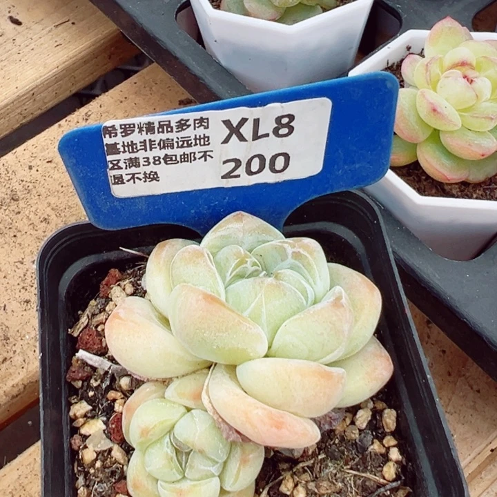 金*皮极品冰玉5cm多肉植物