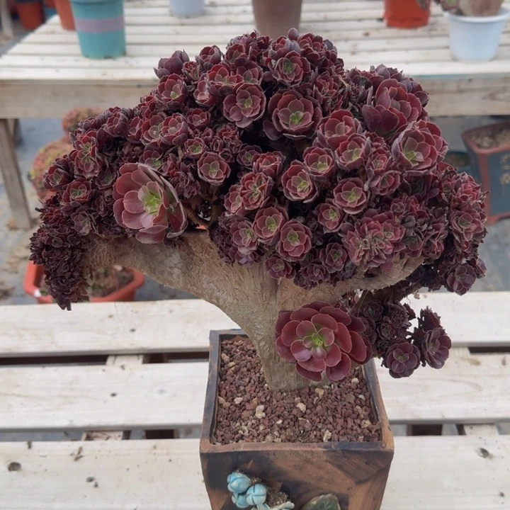 特特特特特198忑