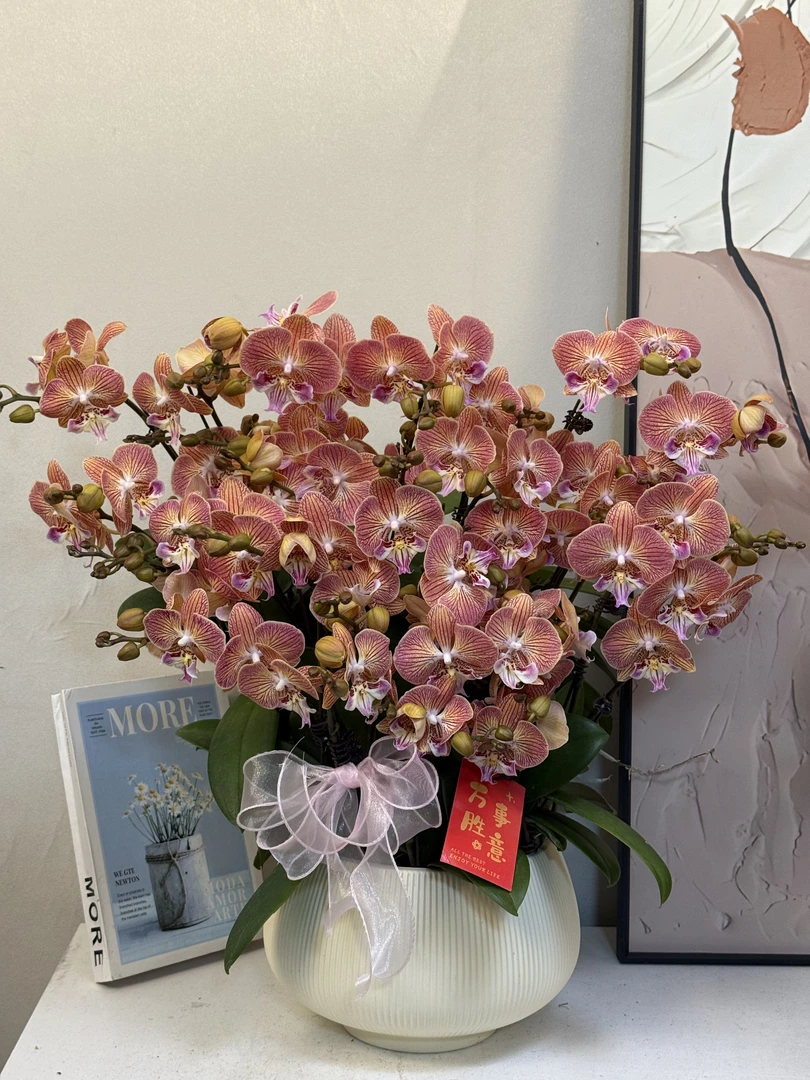 蝴蝶兰【黄金美人】真花 秋冬耐寒花卉 四季开花 多样性发货