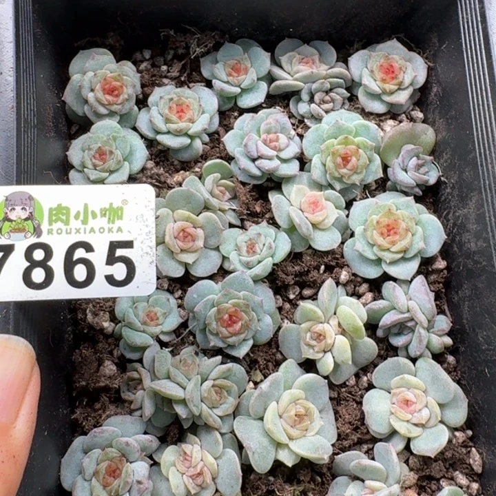 溺****多肉植物多肉植物