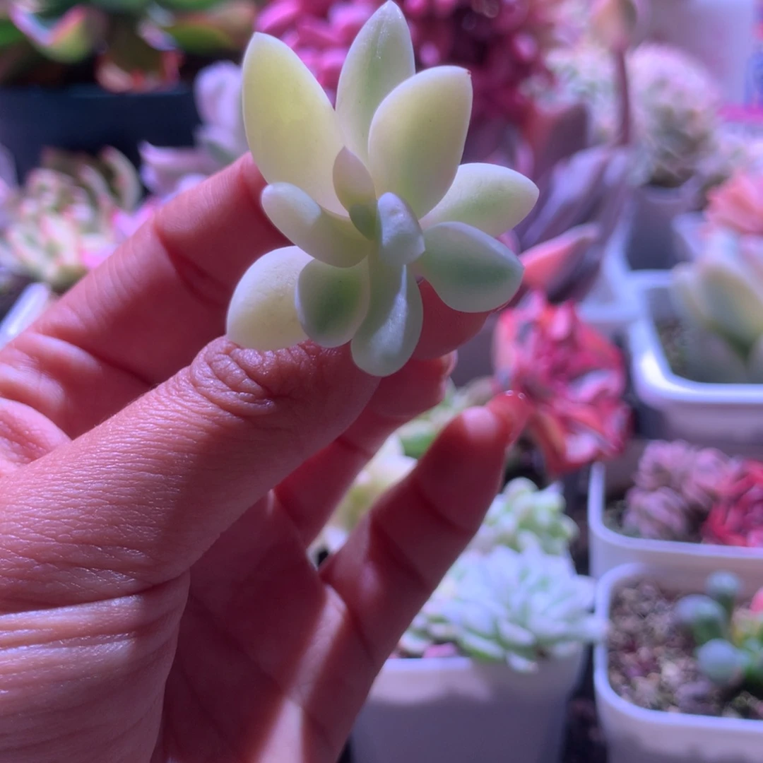 新香水锦砍头有杆子