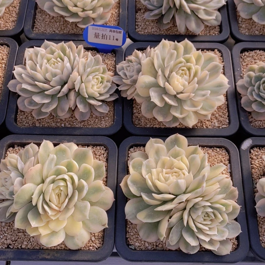 量拍11号 母本昂斯诺锦双头一个