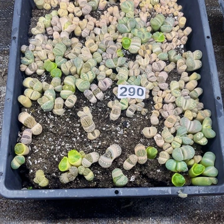 290 生石花一物一图如图带盆