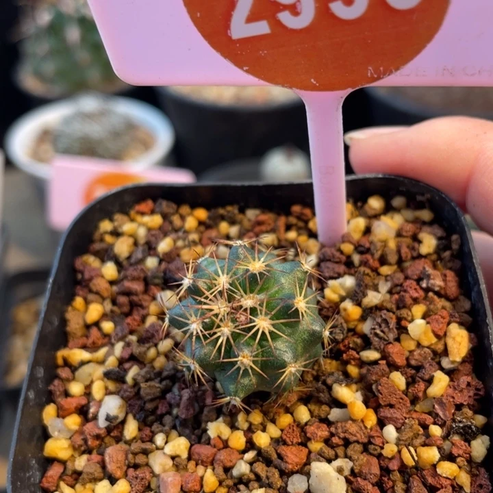 实生虎爪玉一棵2999
