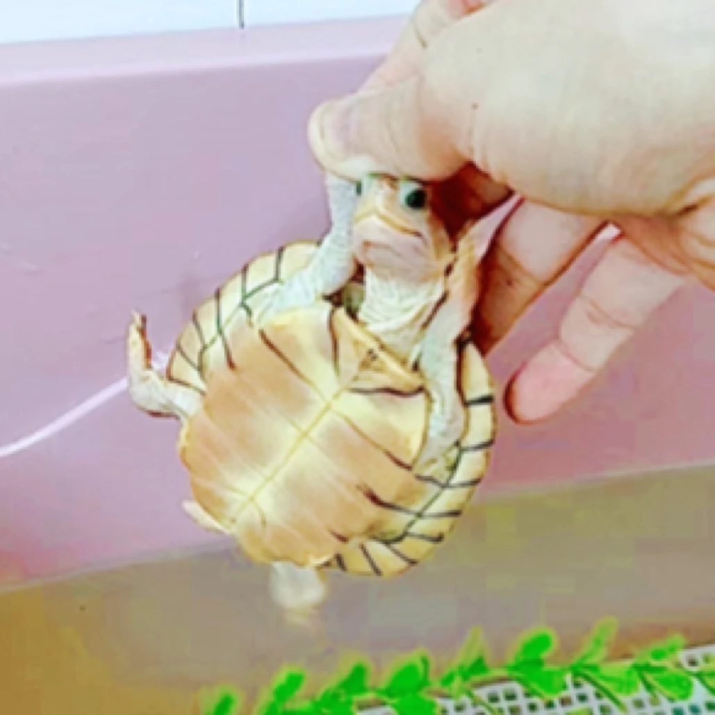 运费补差价 没叫到名字别拍,福利巴西龟