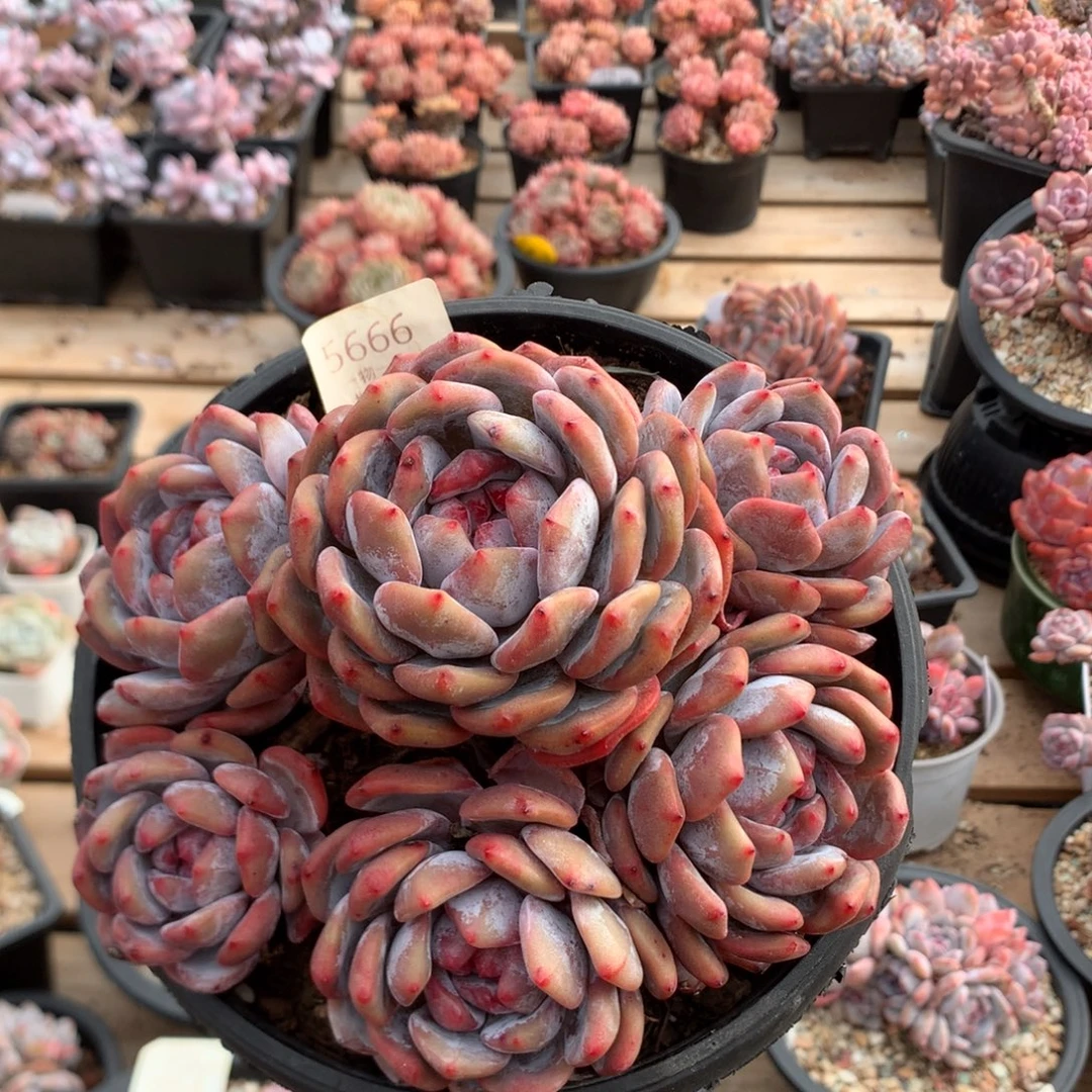 17厘米六头有砍紫皮石榴籽5666