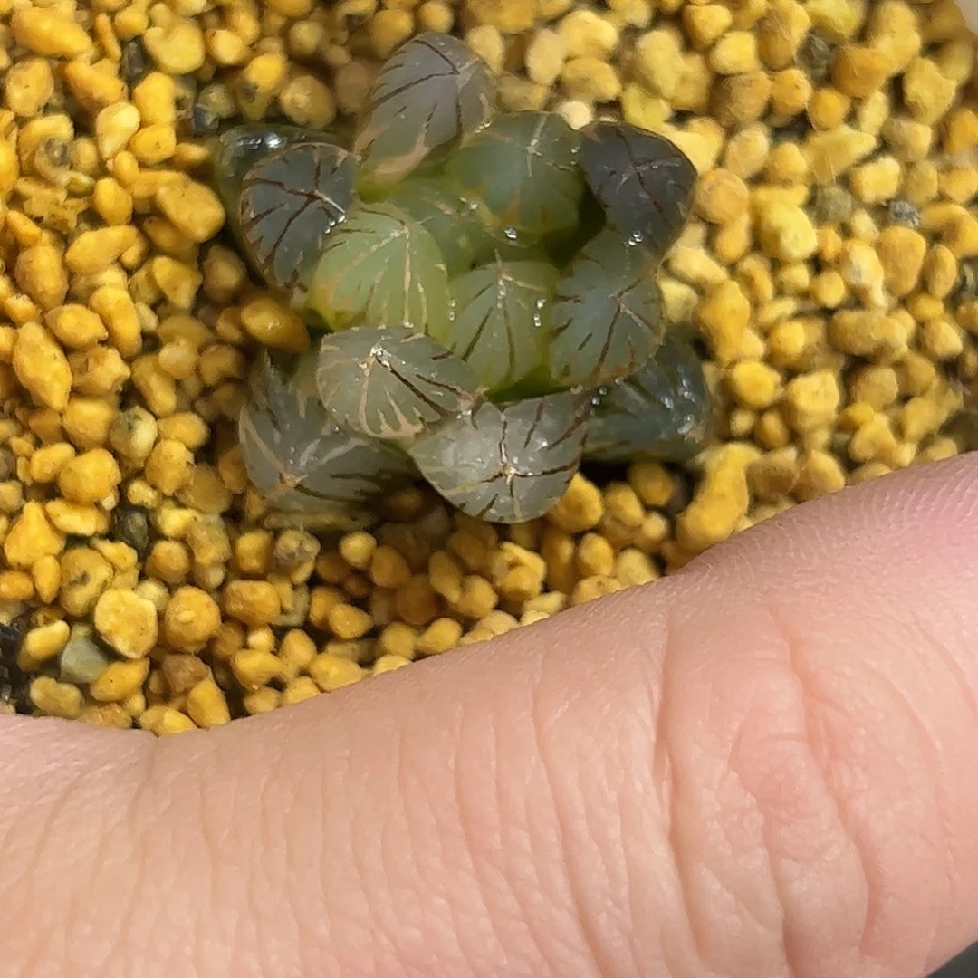 霓虹灯锦十二卷多肉植物满