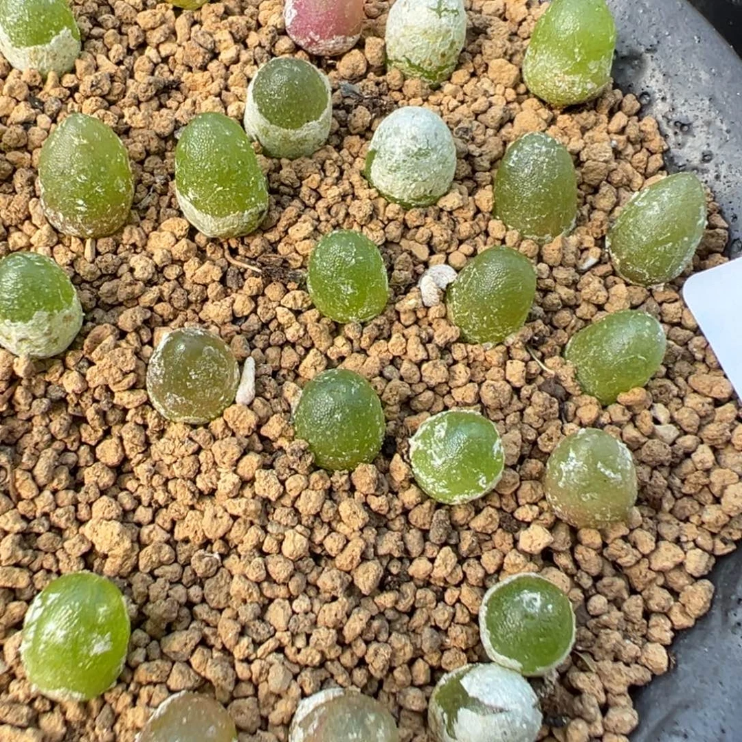 24-04量拍哈莫灯泡一颗