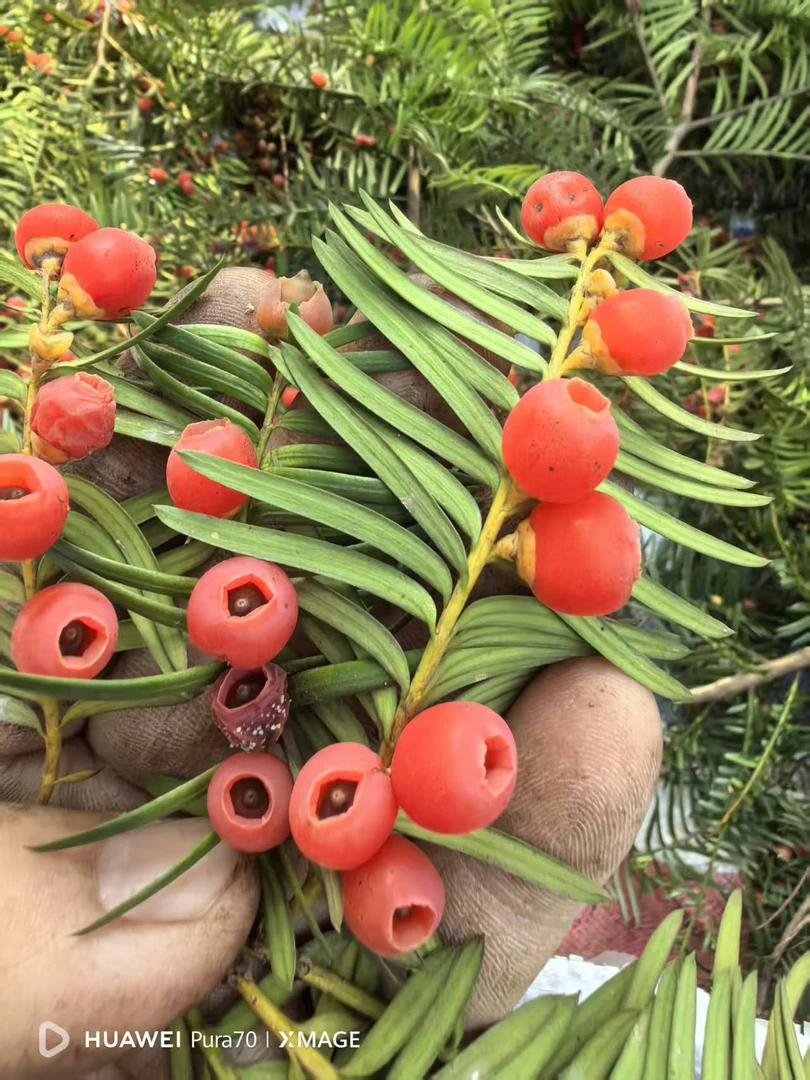 南方红豆杉 小苗