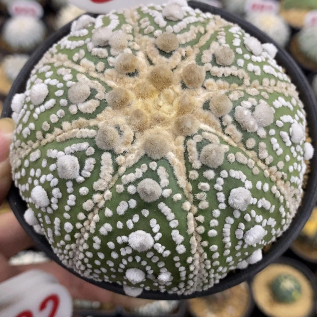 362顶厚绒超兜花园