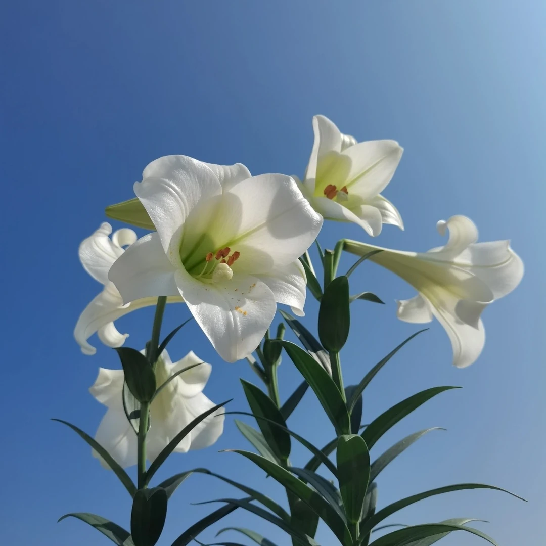 【弗雷多/白铁炮】14/16  LO铁炮系列进口百合种球多年生盆栽地栽