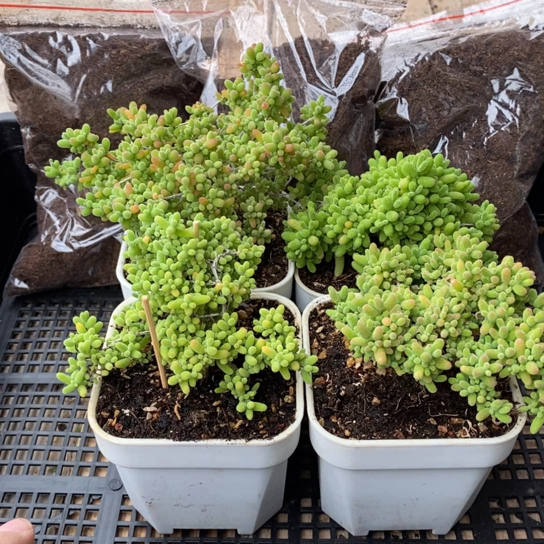 枝干番杏多肉植物241