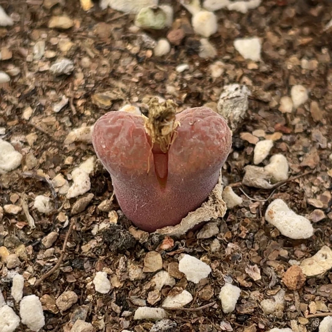 22-14红风铃多肉植物