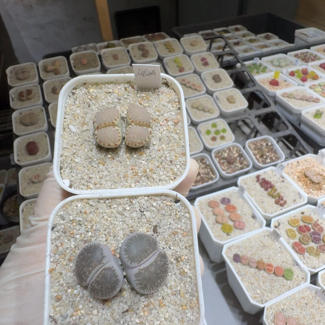 菲***菲0610-24生石花花