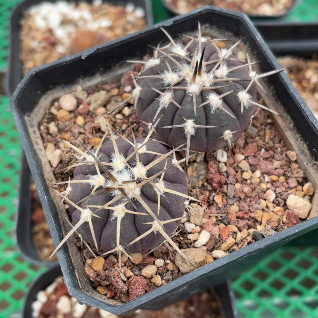 鹿角柱实生仙人球强刺天平2个