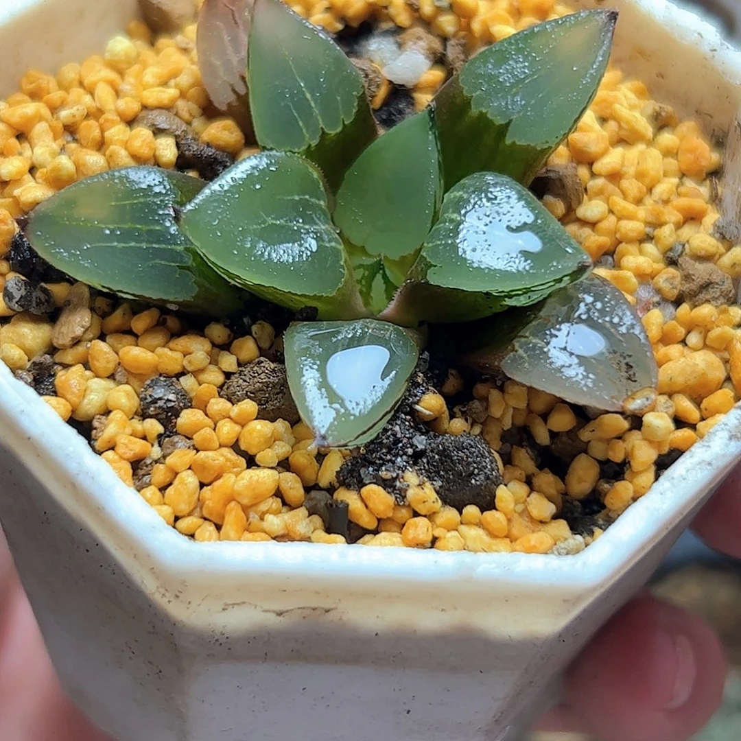 实生裹特选十二卷多肉