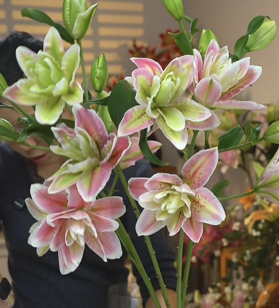 【种业梅丽莎】云南基地百合花鲜花瓶插水养香水重瓣百合室内鲜切花