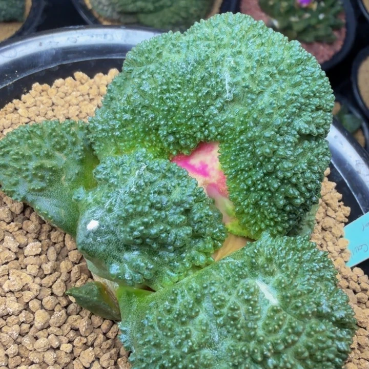 超级外星血怒哥斯拉