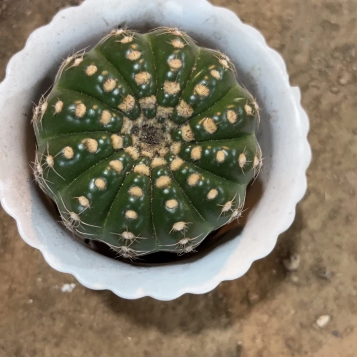 比***晴吉祥如意等一大帮