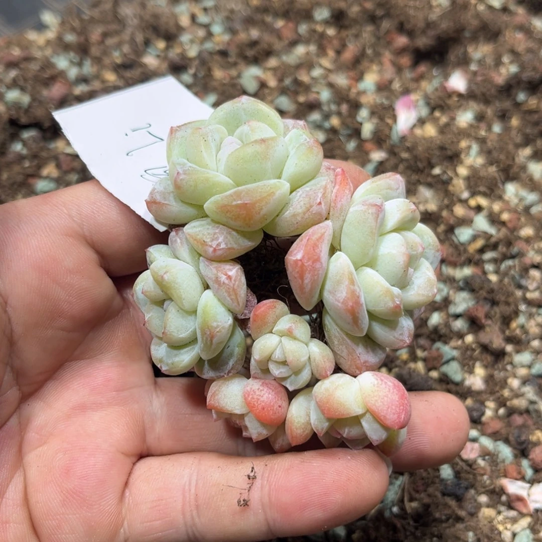 雪专拍冰玉群生两颗