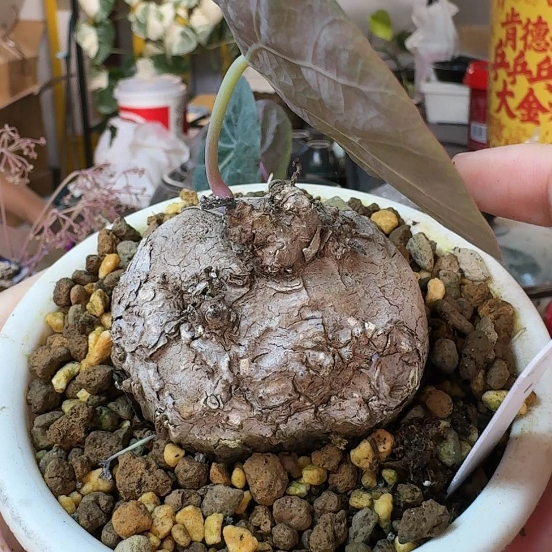 【闪购商品】6养定一叶龟