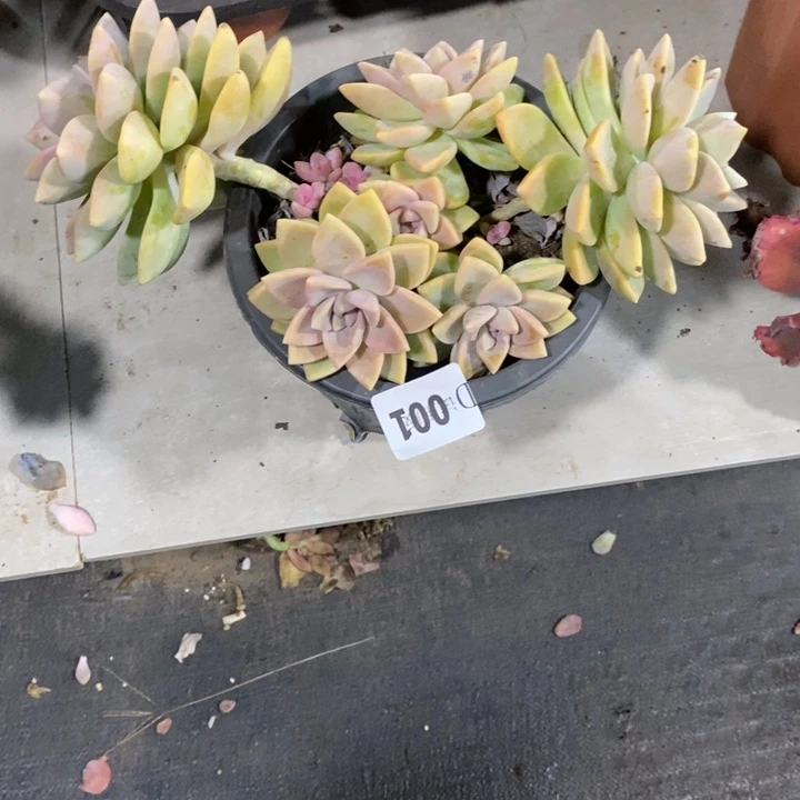 ʚ***ᐝ001紫雾多肉植物多肉