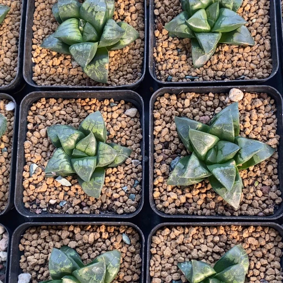 一颗假面实生 高货