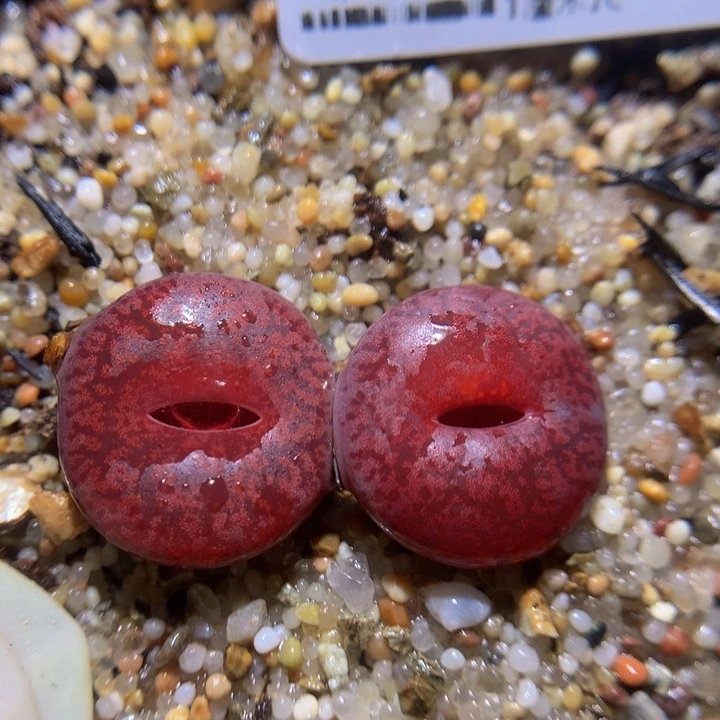 精品生石花33.143