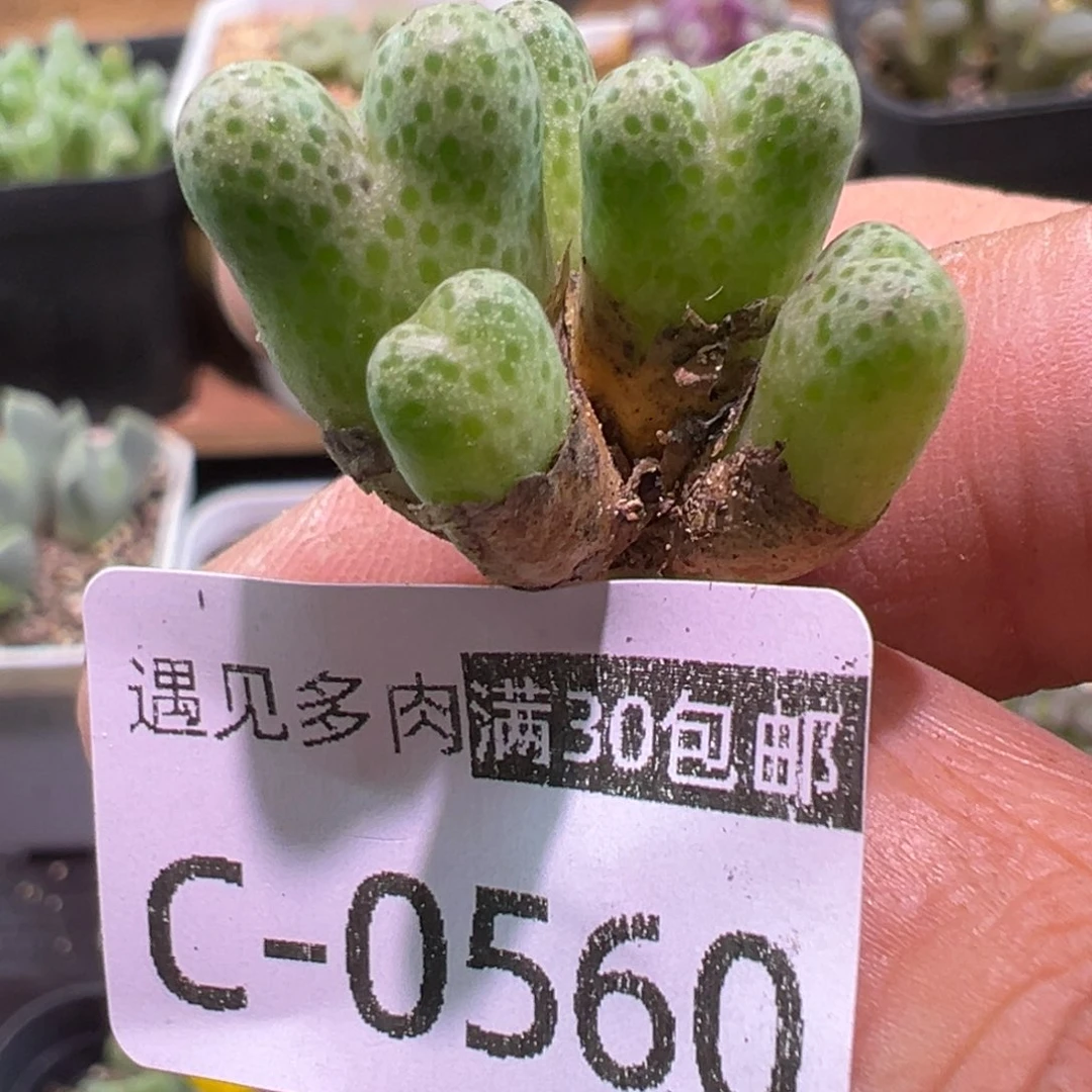 多肉植物111111111111